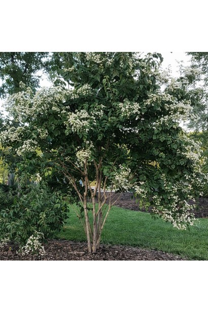 Heptacodium в саду